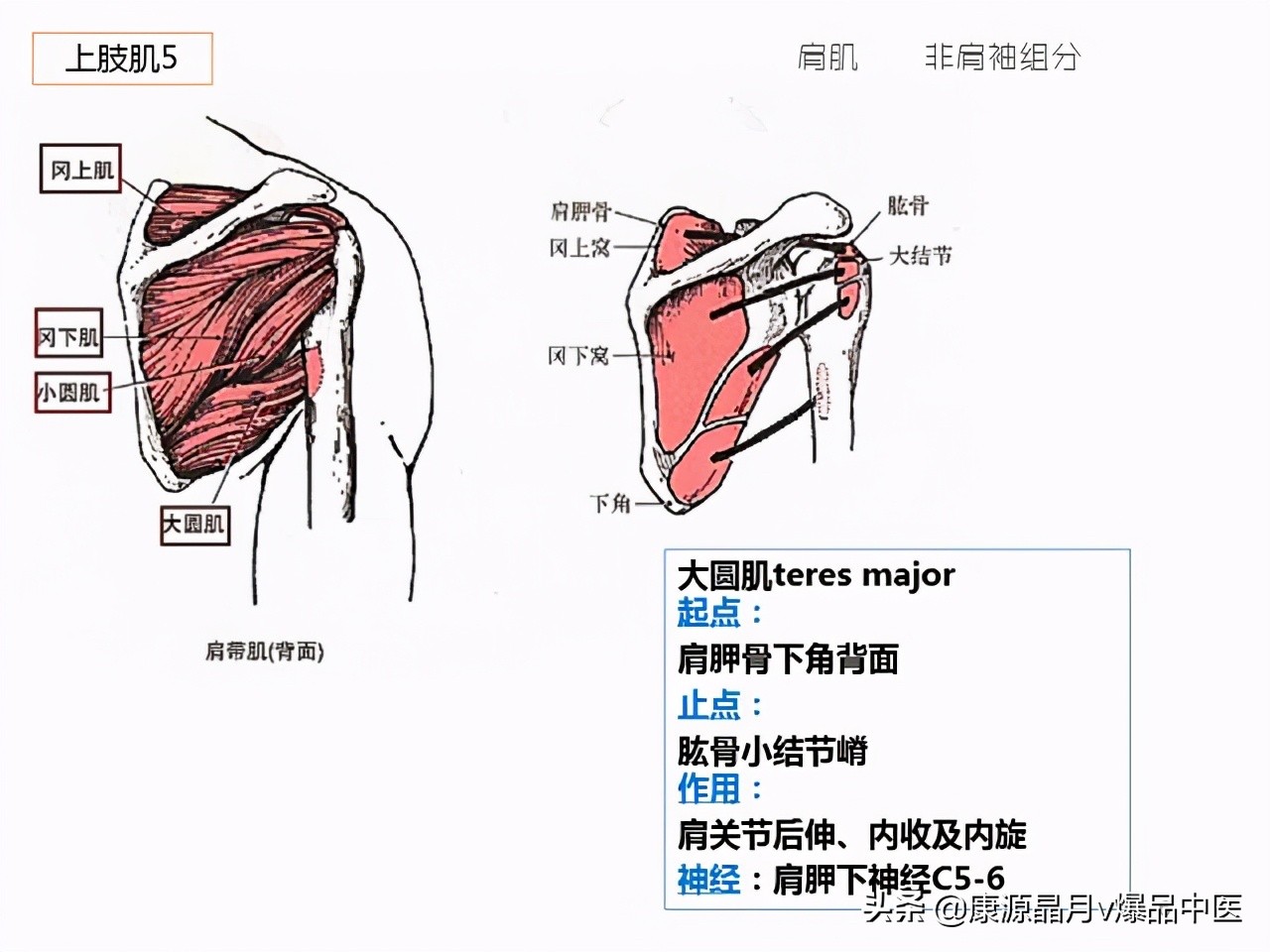 骨骼肌解剖速记手册，学霸们早已收藏