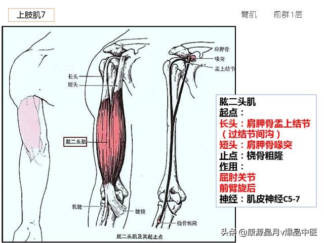 骨骼肌解剖速记手册，学霸们早已收藏