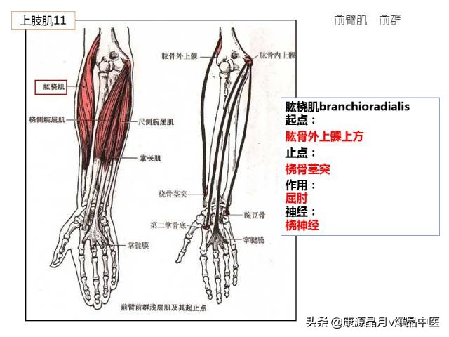 骨骼肌解剖速记手册，学霸们早已收藏