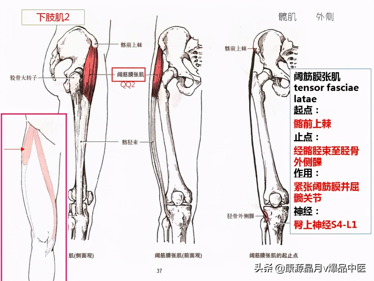 骨骼肌解剖速记手册，学霸们早已收藏