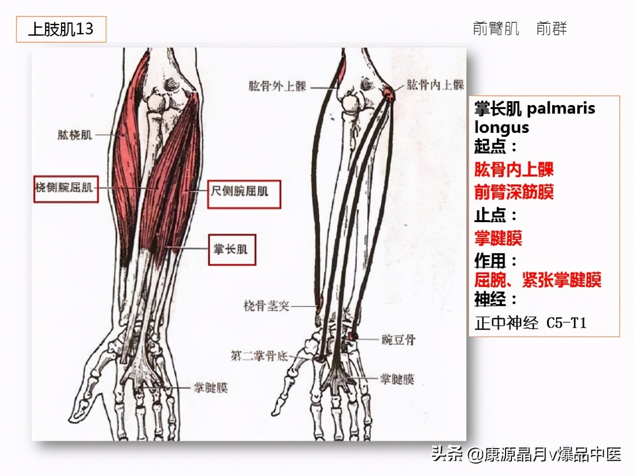 骨骼肌解剖速记手册，学霸们早已收藏