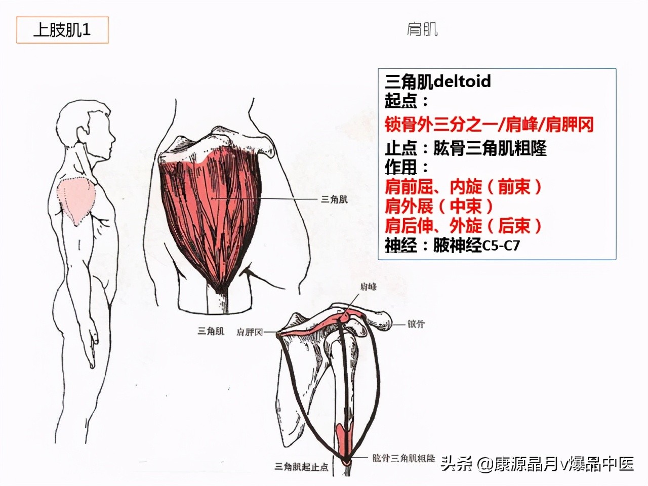 骨骼肌解剖速记手册，学霸们早已收藏