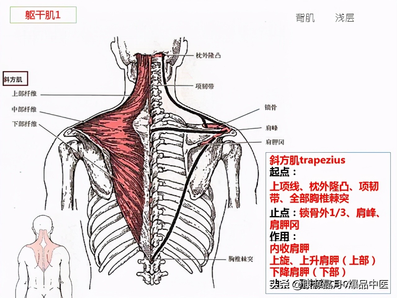 骨骼肌解剖速记手册，学霸们早已收藏