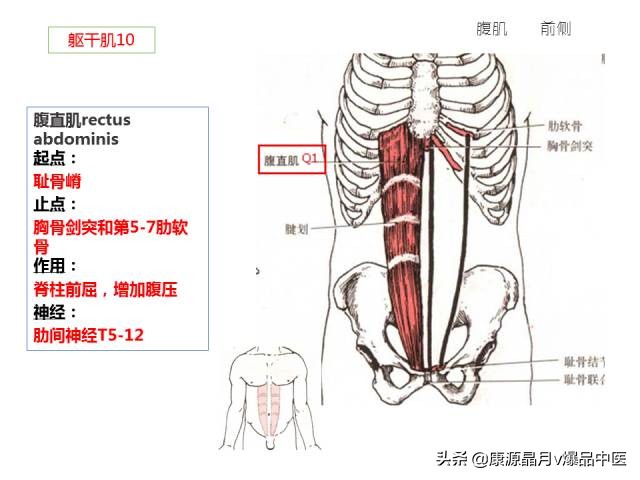 骨骼肌解剖速记手册，学霸们早已收藏