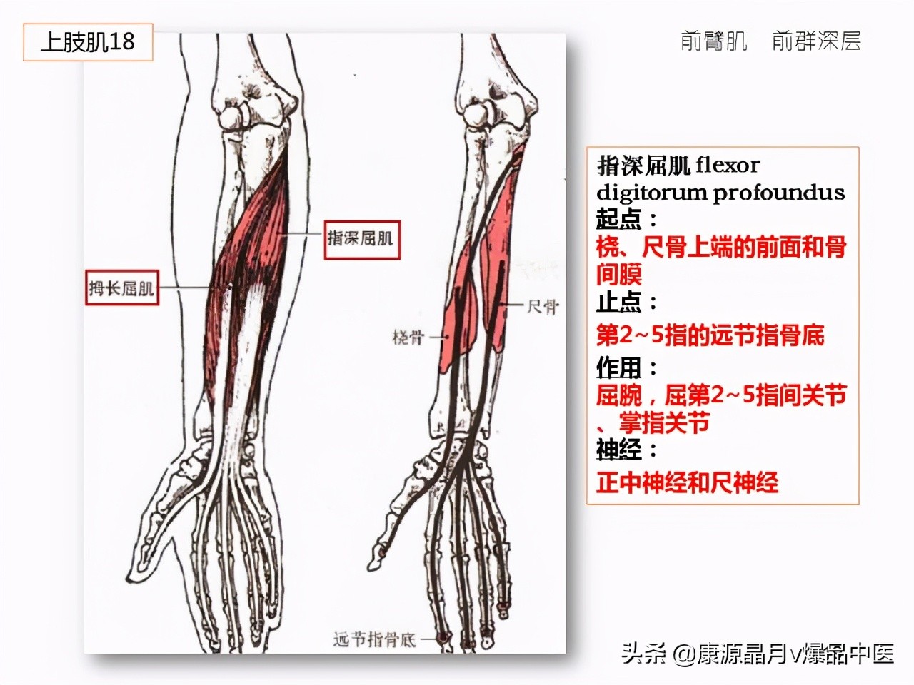 骨骼肌解剖速记手册，学霸们早已收藏