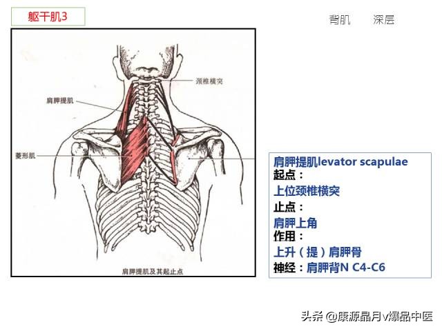 骨骼肌解剖速记手册，学霸们早已收藏