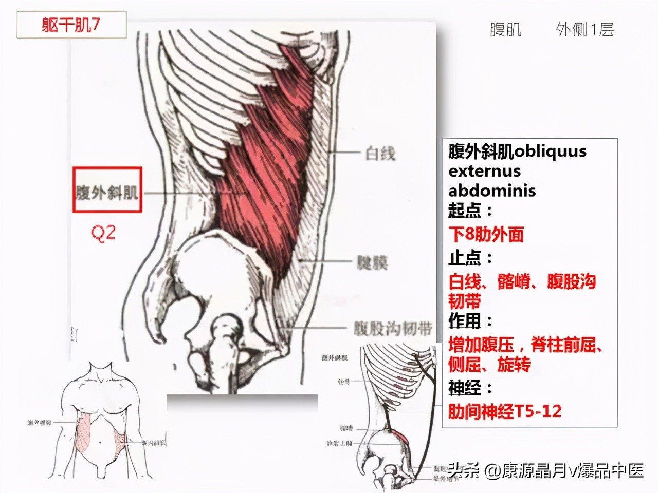 骨骼肌解剖速记手册，学霸们早已收藏