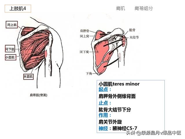 骨骼肌解剖速记手册，学霸们早已收藏