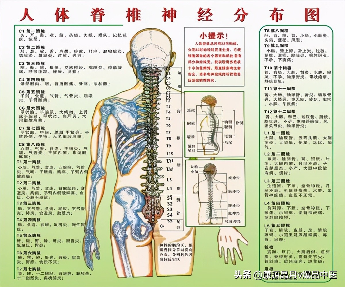 病在脊柱，害在内脏！（深度好文）