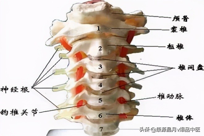 病在脊柱，害在内脏！（深度好文）