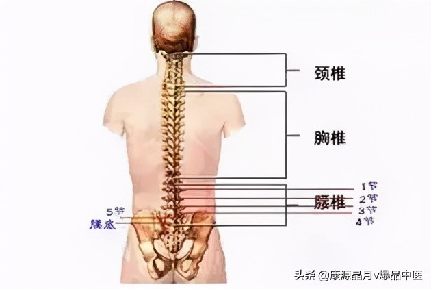 病在脊柱，害在内脏！（深度好文）