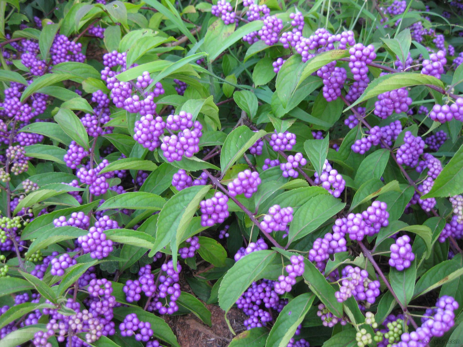 大叶紫珠-药用植物花谱-图片