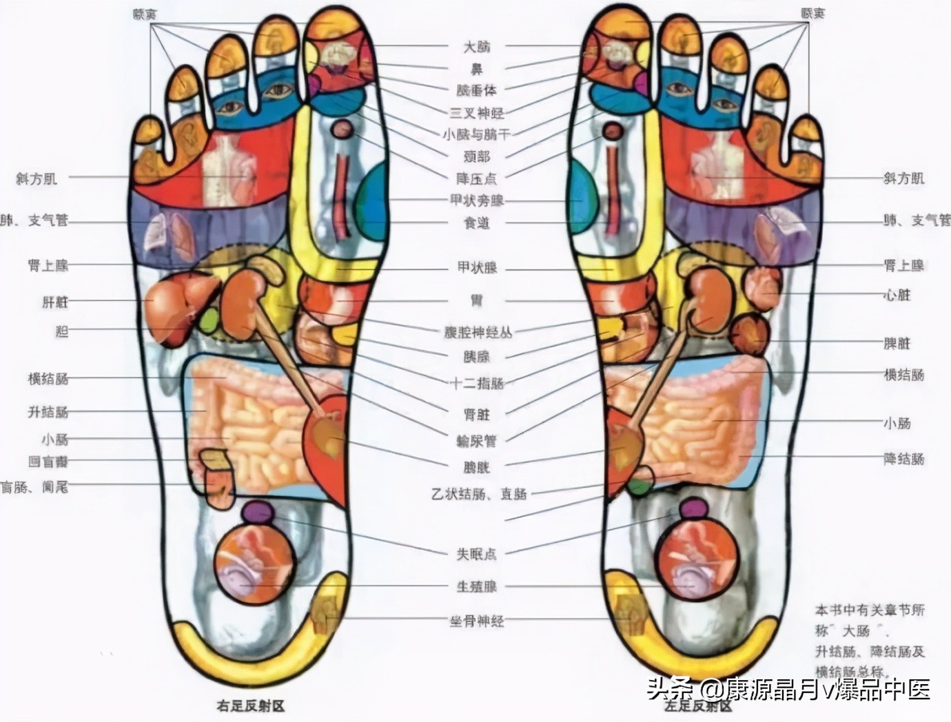 针灸、按摩全息图之精髓