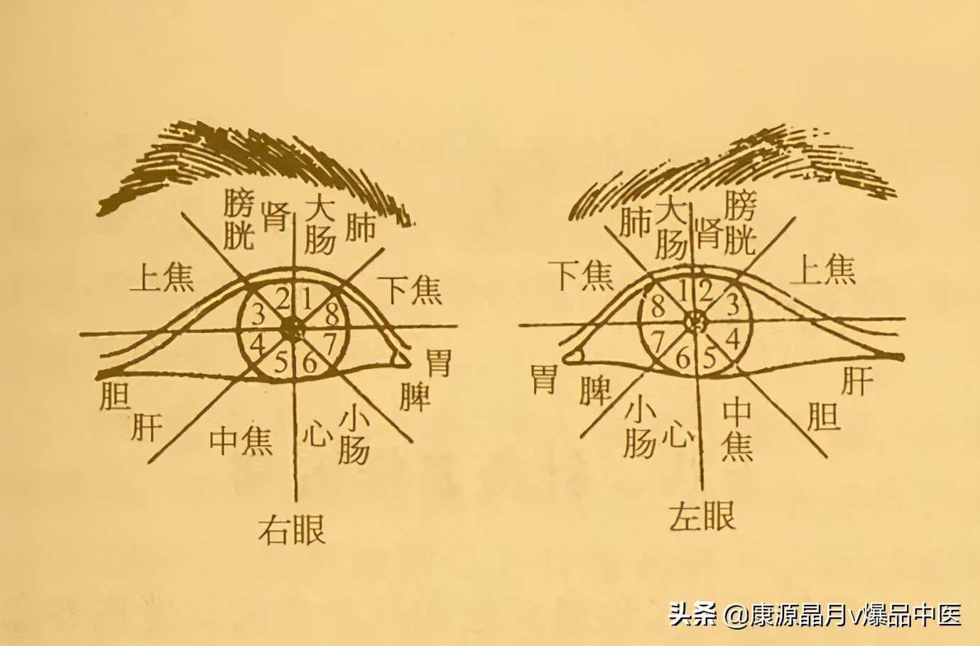 针灸、按摩全息图之精髓