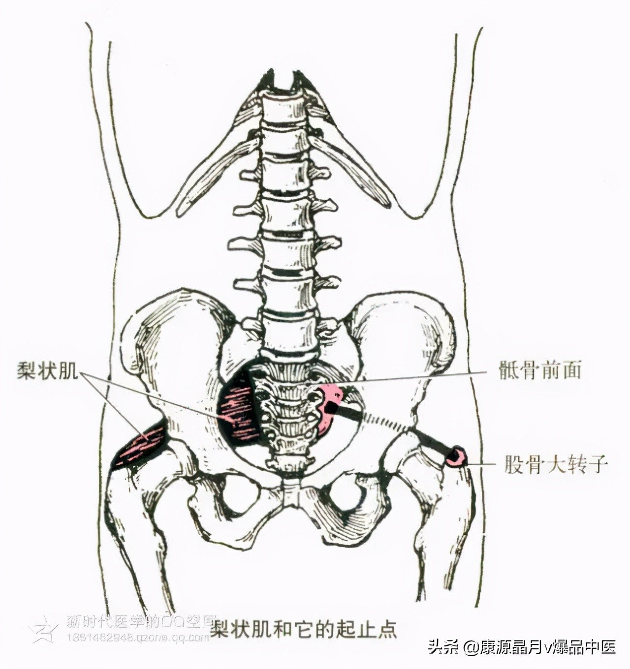 人体肌肉解剖套图