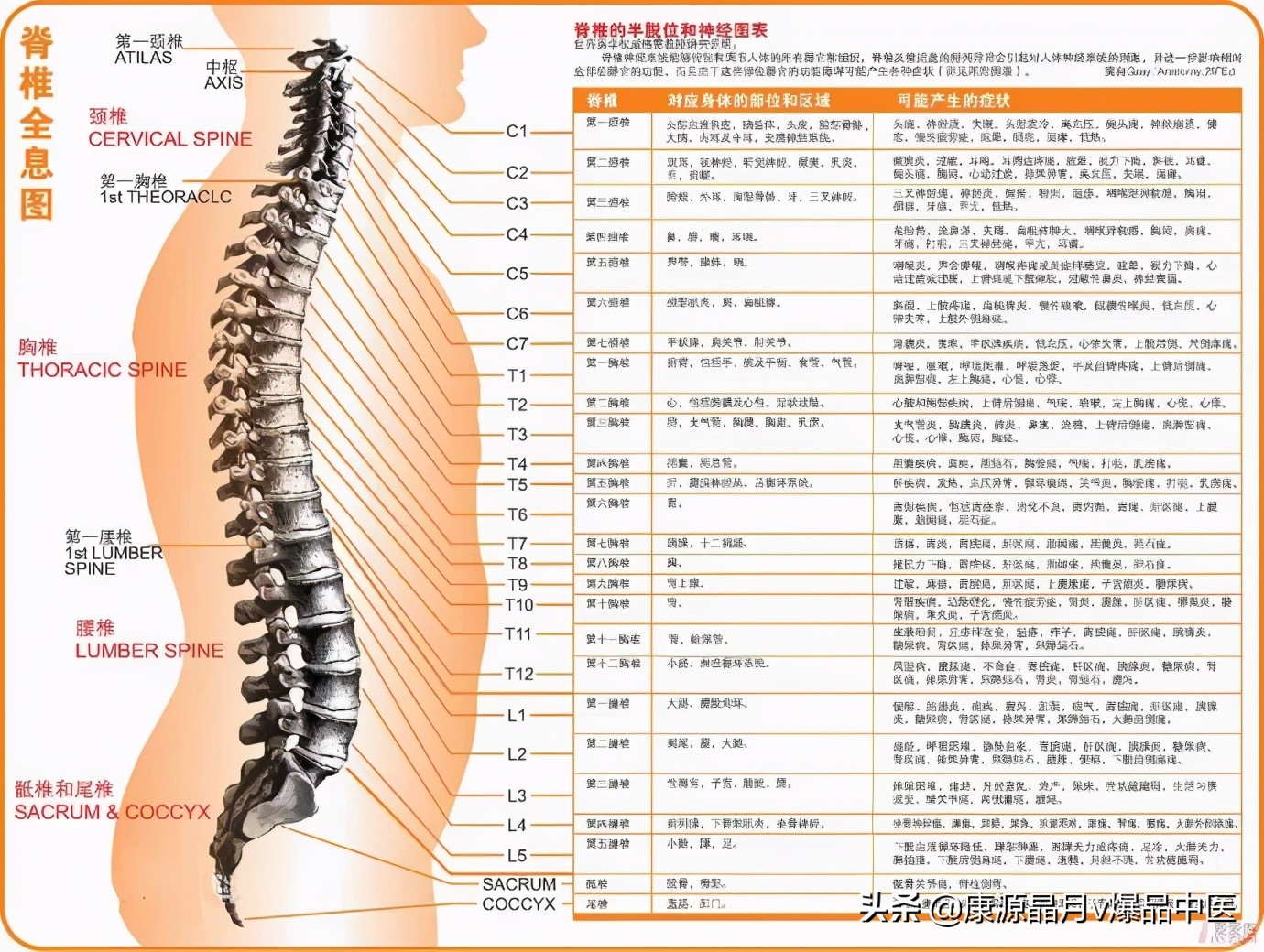 针灸、按摩全息图之精髓