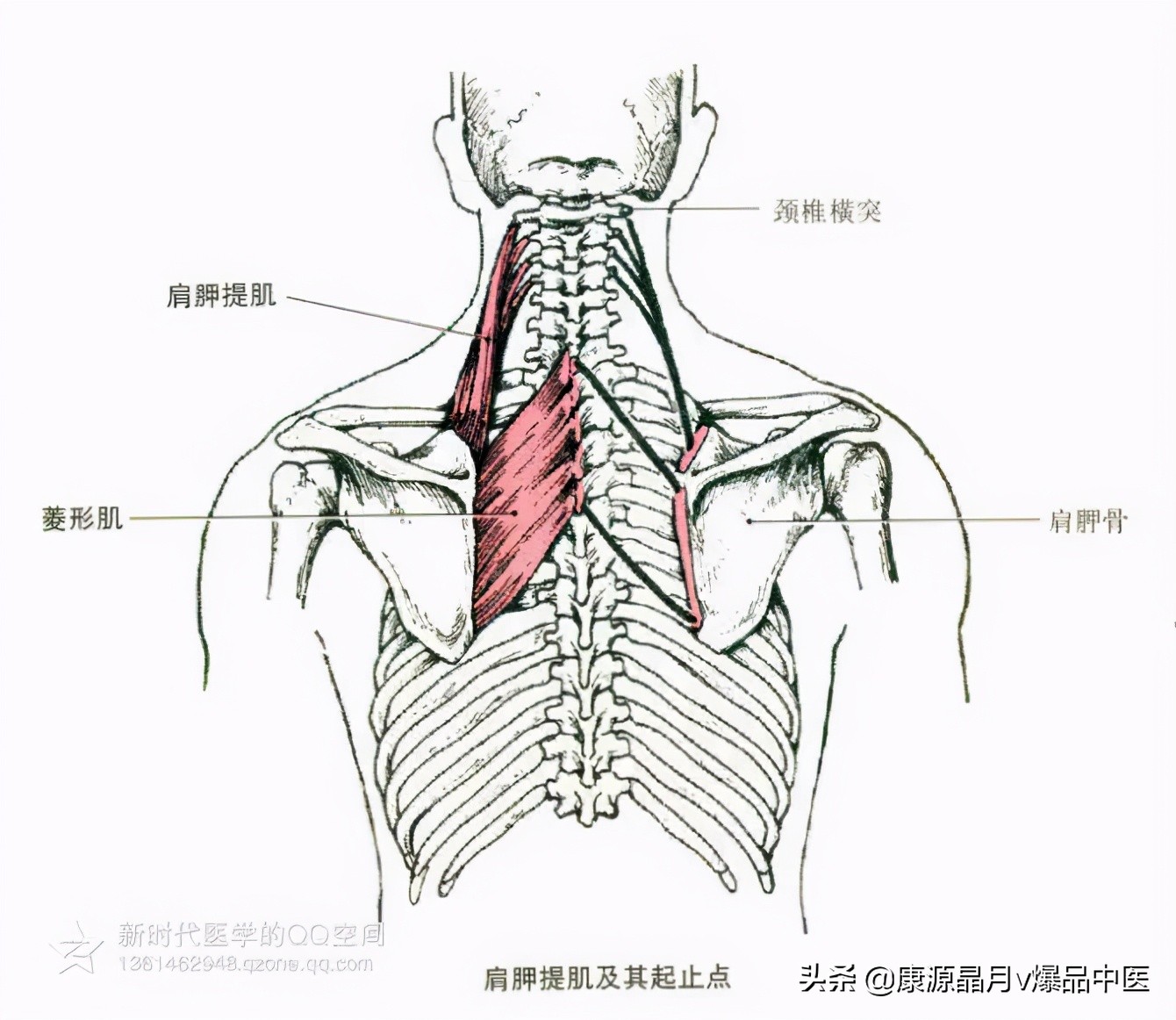 人体肌肉解剖套图