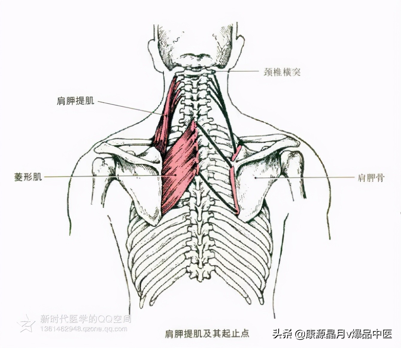 最详细肩胸部拉伸教程 - 知乎