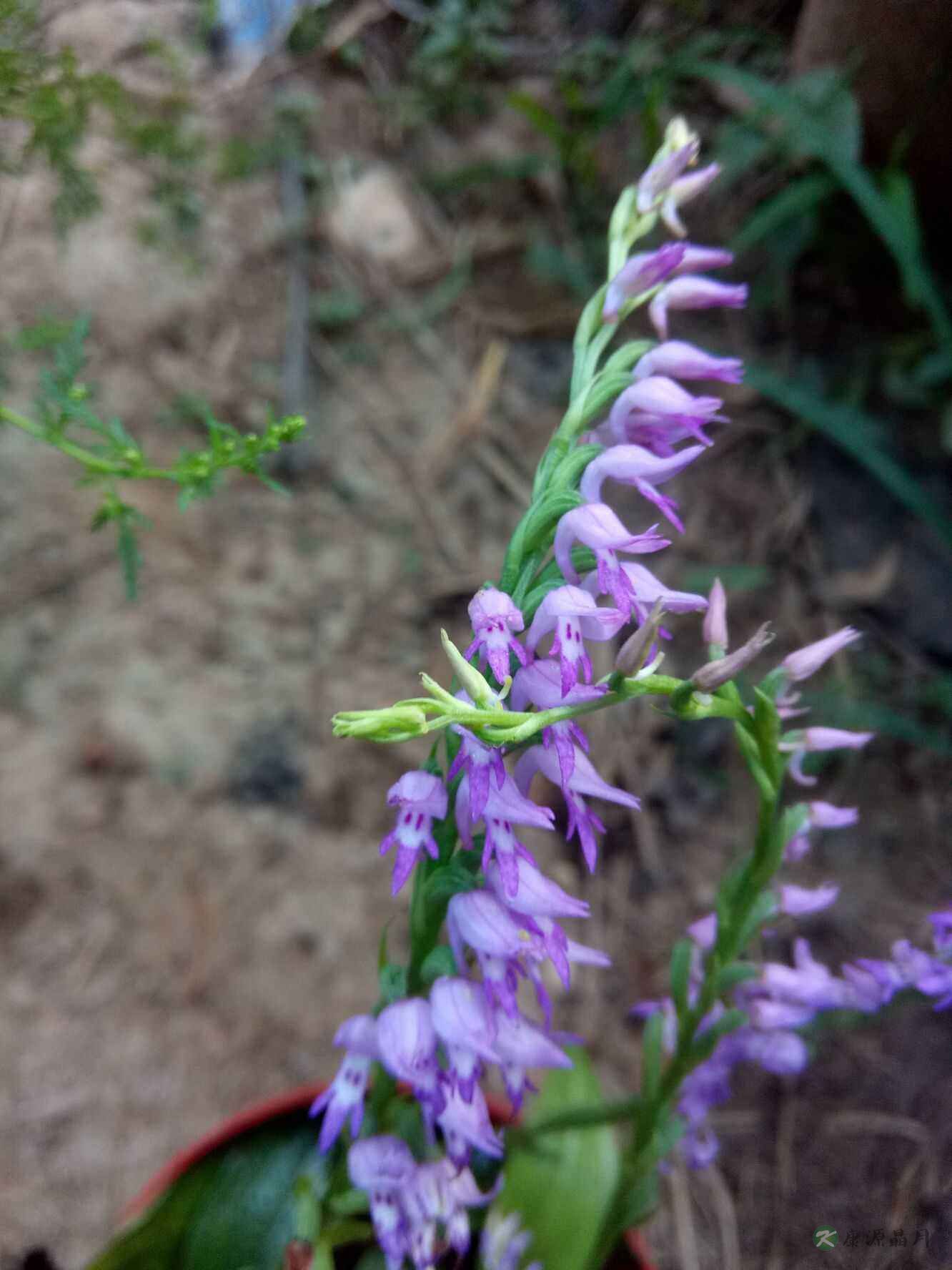 直立百部图片_植物风景的直立百部图片大全 - 花卉网