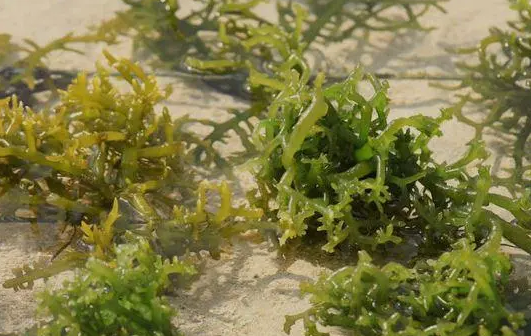 海 藻