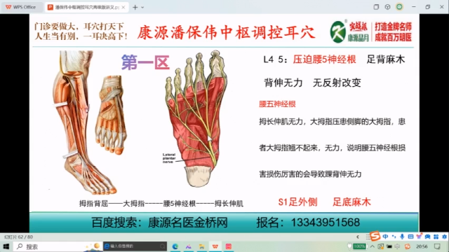 耳垂的定位及分区，详细讲解，速看……